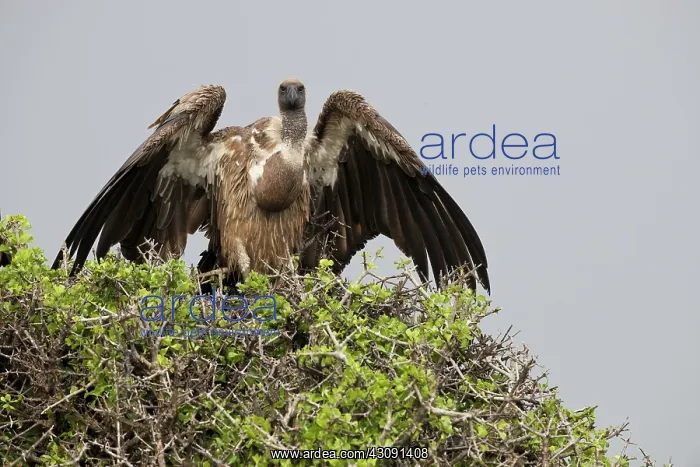 : Vultures with Full Crops : Vultures with Full Crops