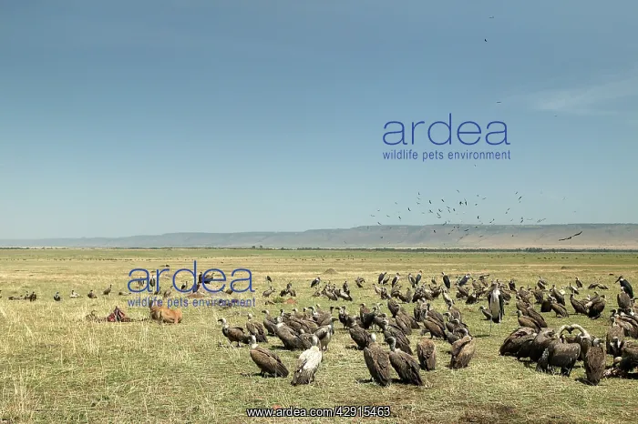  : Vultures - group gathered around Lion (Panthera