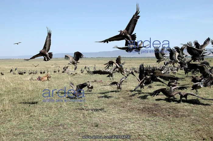 : Vultures - group gathered around Lion (Panthera leo) & kill : Vultures - group gathered around Lion (Panthera leo) & kill