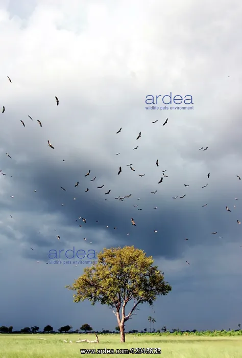 : Vultures - above Leadwood Tree : Vultures - above Leadwood Tree