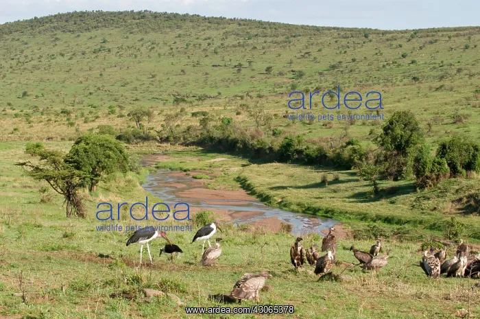: Vultures and Marabou Stork, Masai Mara National : Vultures and Marabou Stork, Masai Mara National