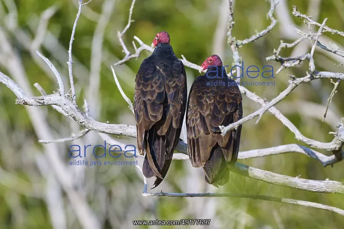 : Two vultures with red heads sitting side by side on bare branches in the wild : Two vultures with red heads sitting side by side on bare branches in the wild