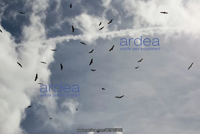 : Vultures spiralling high on thermals : Vultures spiralling high on thermals