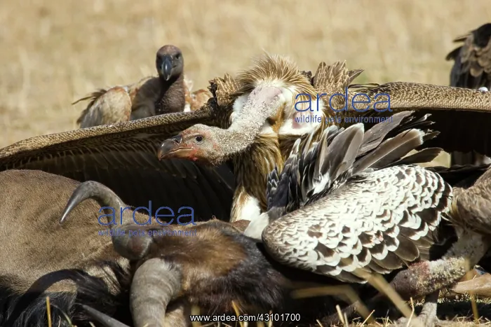 : Vultures at Wildebeest kill : Vultures at Wildebeest kill