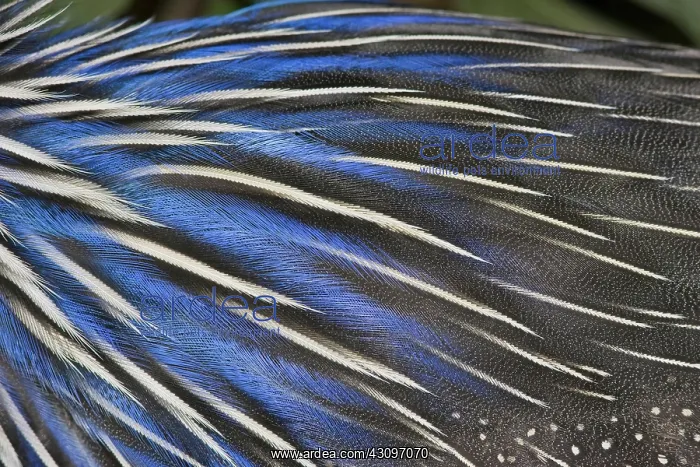 : Vulturine Guinea Fowl : Vulturine Guinea Fowl