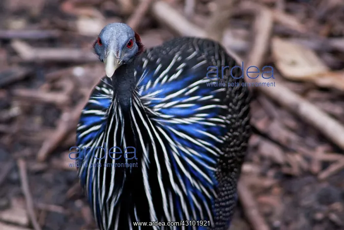 : Vulturine Guinea Fowl : Vulturine Guinea Fowl