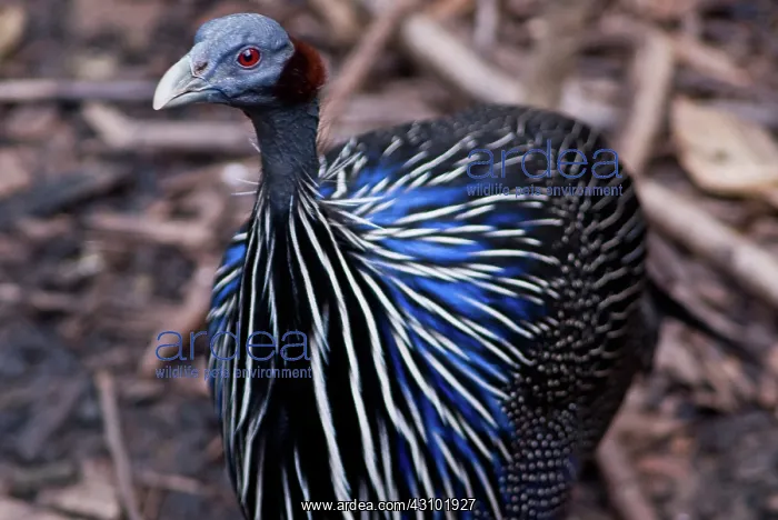 : Vulturine Guinea Fowl : Vulturine Guinea Fowl