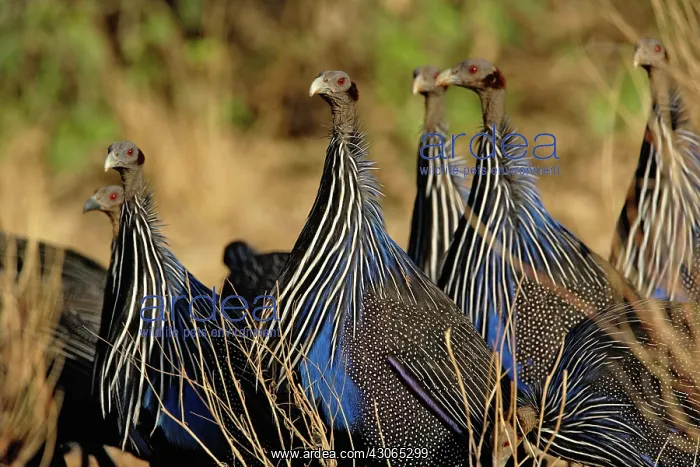 : Vulturine Guinea fowl, Acryllium vulturinum : Vulturine Guinea fowl, Acryllium vulturinum