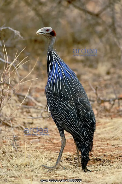 : Vulturine Guinea fowl, Acryllium vulturinum : Vulturine Guinea fowl, Acryllium vulturinum
