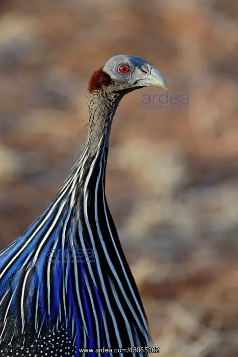 : Vulturine Guinea fowl, Acryllium vulturinum : Vulturine Guinea fowl, Acryllium vulturinum