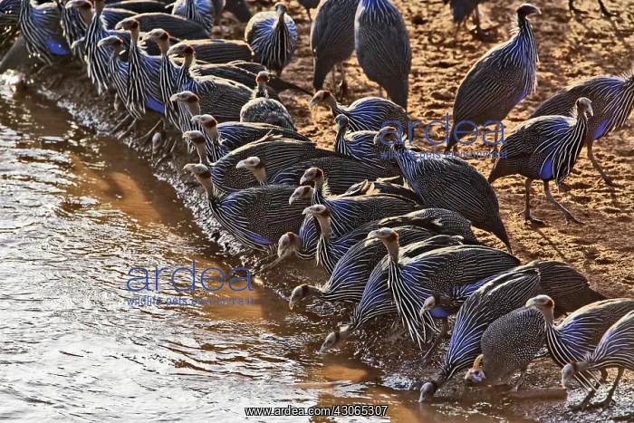 : Vulturine Guinea fowl drinking in large : Vulturine Guinea fowl drinking in large