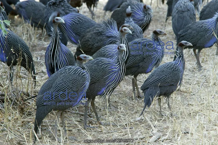 : Vulturine Guineafowl : Vulturine Guineafowl