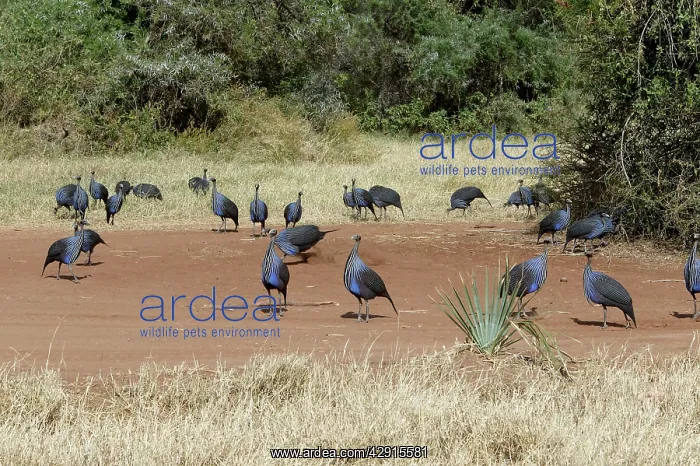 : Vulturine Guineafowl : Vulturine Guineafowl