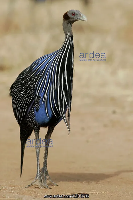 : Vulturine Guineafowl : Vulturine Guineafowl