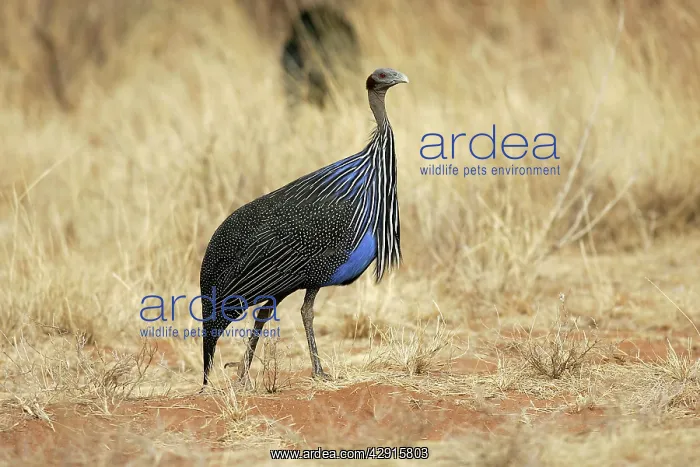 : Vulturine Guineafowl : Vulturine Guineafowl
