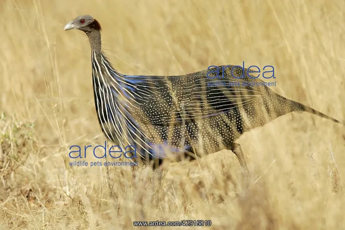 : Vulturine Guineafowl : Vulturine Guineafowl