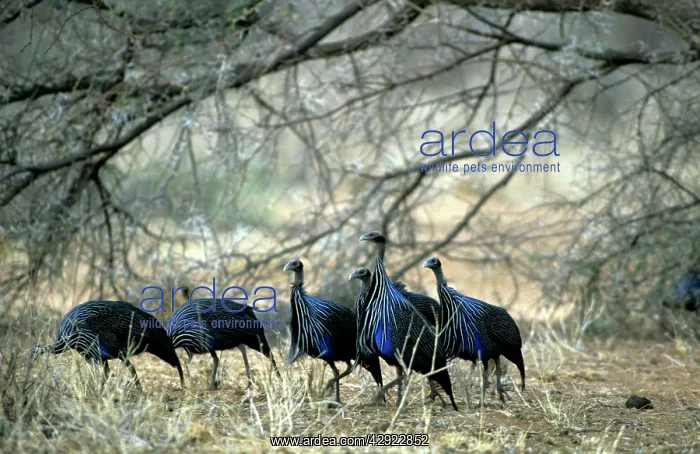 : VULTURINE GUINEAFOWL - six : VULTURINE GUINEAFOWL - six