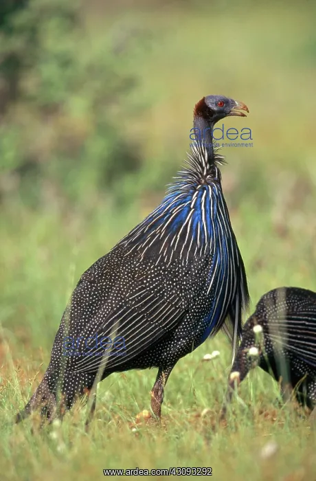 : Vulturine Guineafowl : Vulturine Guineafowl