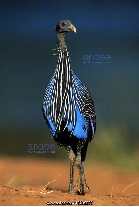  : Vulturine GUINEAFOWL