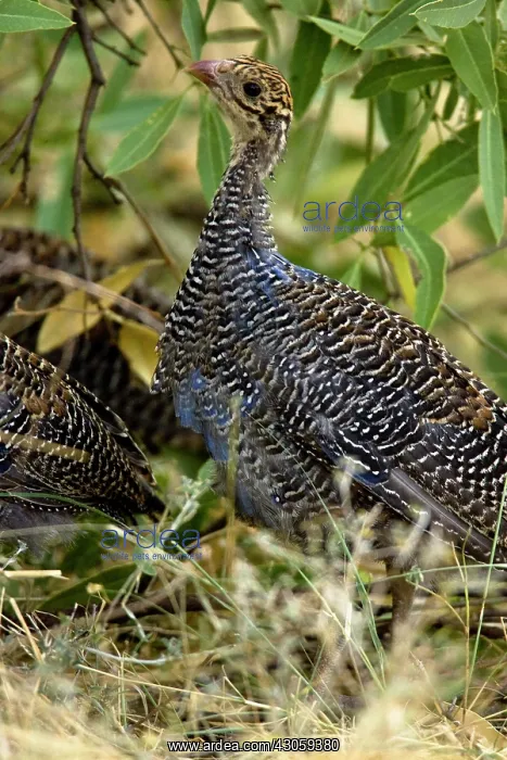 : Vulturine Guineafowl, Acryllium vulturinum : Vulturine Guineafowl, Acryllium vulturinum
