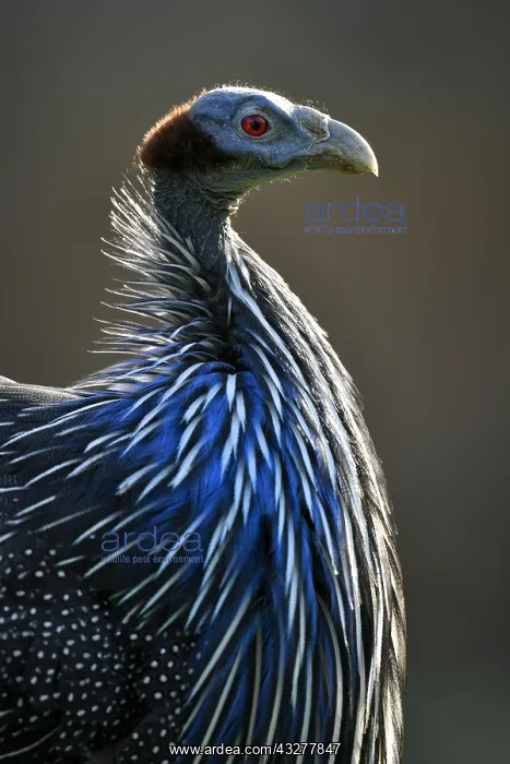 : Vulturine guineafowl (Acryllium vulturinum), captive : Vulturine guineafowl (Acryllium vulturinum), captive