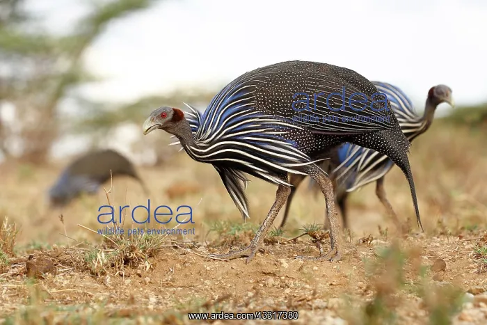 : Vulturine Guineafowl (Acryllium vulturinum), Buf : Vulturine Guineafowl (Acryllium vulturinum), Buf