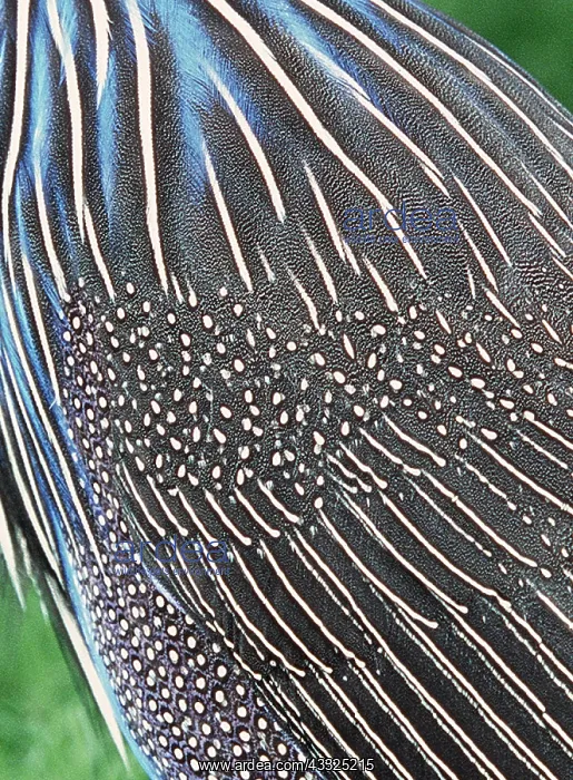 : Vulturine GUINEAFOWL - close-up of feathers : Vulturine GUINEAFOWL - close-up of feathers