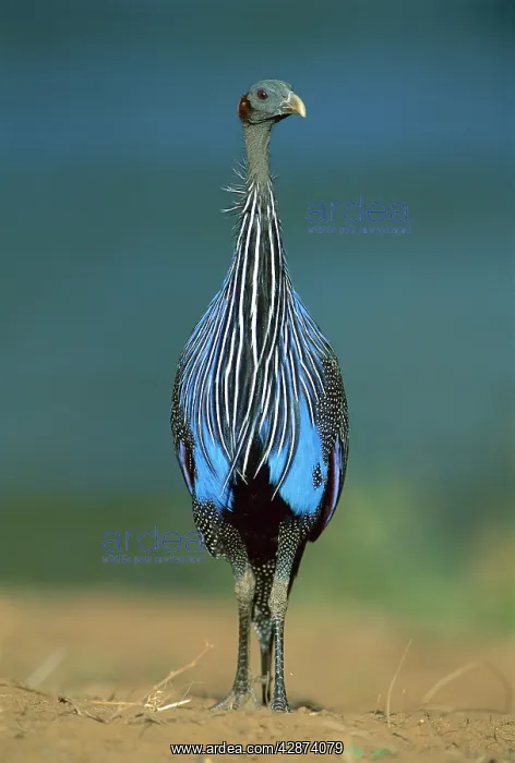  : Vulturine Guineafowl - on the ground where it spends