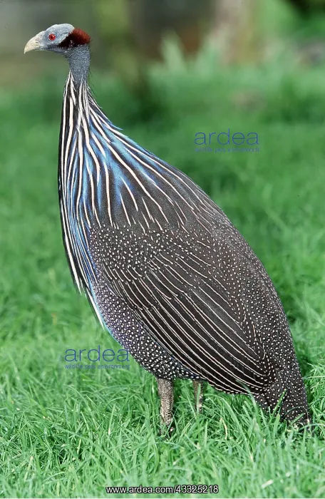 : VULTURINE GUINEAFOWL - side profile : VULTURINE GUINEAFOWL - side profile