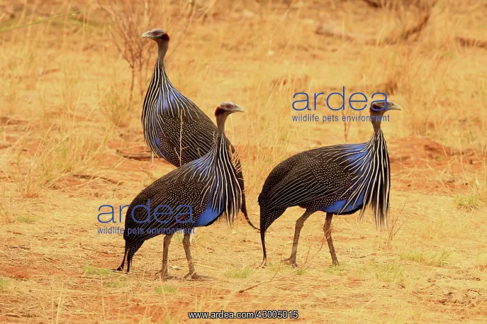 : Vulturine Guineafowl small group : Vulturine Guineafowl small group