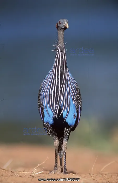  : VULTURINE GUINEAFOWL - standing