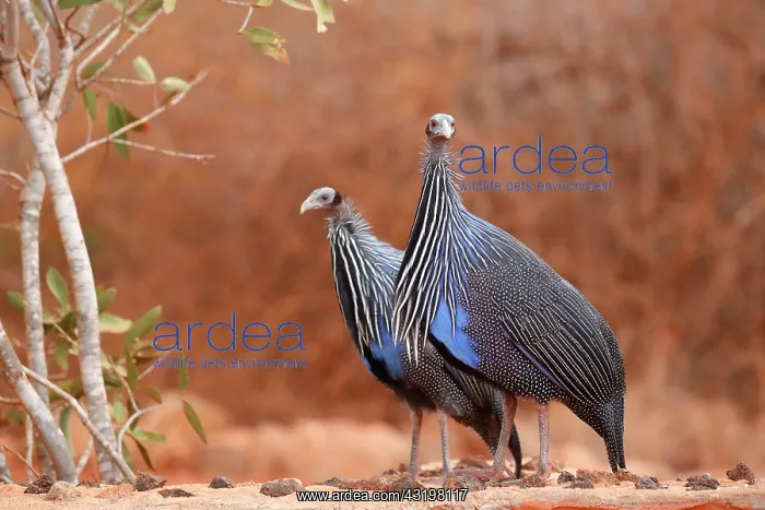 : Vulturine Guineafowls (Acryllium vulturinum) on : Vulturine Guineafowls (Acryllium vulturinum) on