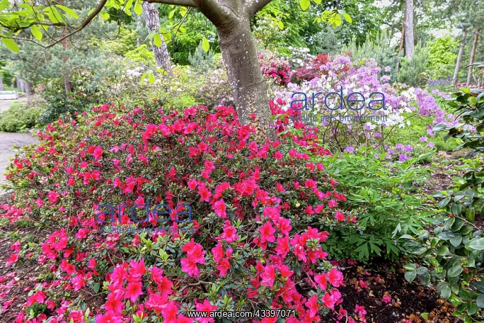 : Vuyk's Scarlet Japanese Azalea, Azalea japonica : Vuyk's Scarlet Japanese Azalea, Azalea japonica