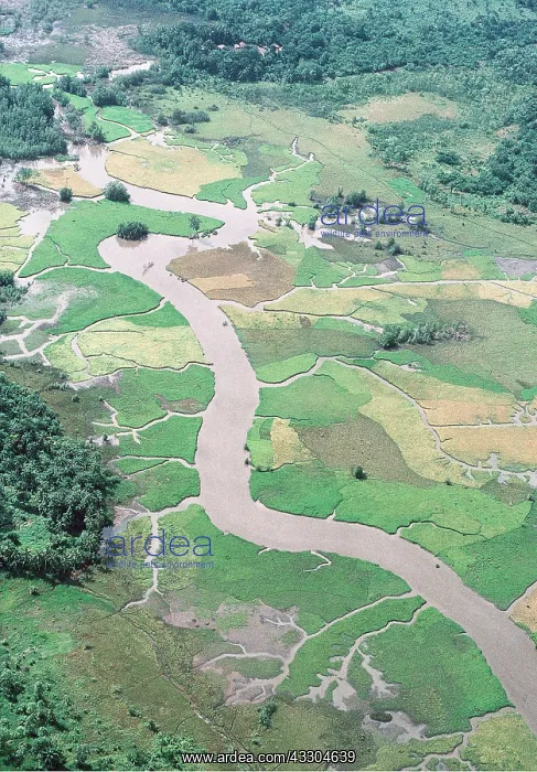 : W. Africa, Sierra Leone - Aerial of river agriculture : W. Africa, Sierra Leone - Aerial of river agriculture