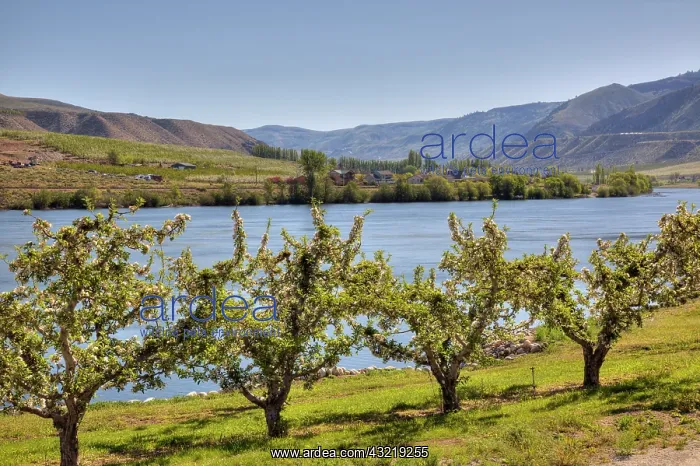 : WA, Chelan County, orchard along the Columbia : WA, Chelan County, orchard along the Columbia