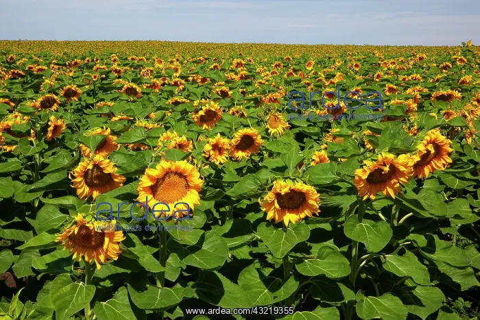 : WA, Kittitas County, Sunflower Field : WA, Kittitas County, Sunflower Field