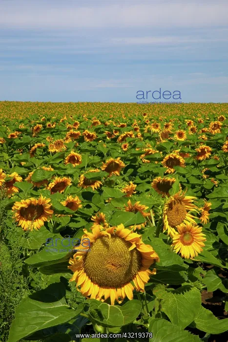 : WA, Kittitas County, Sunflower Field : WA, Kittitas County, Sunflower Field
