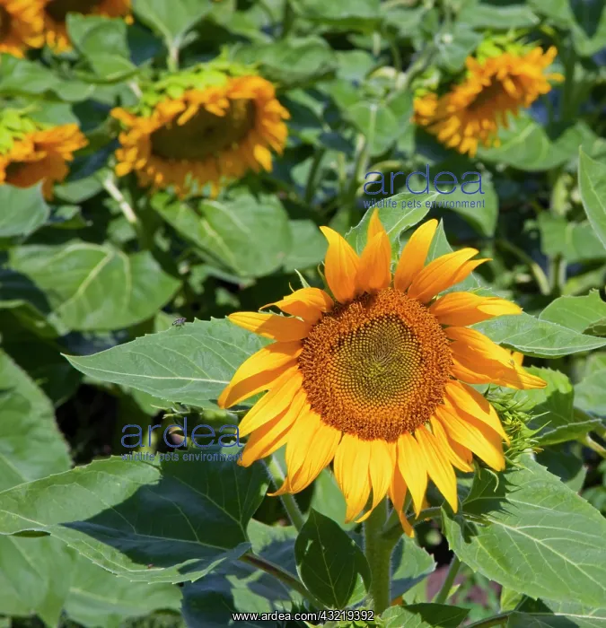 : WA, Kittitas County, Sunflower Field : WA, Kittitas County, Sunflower Field
