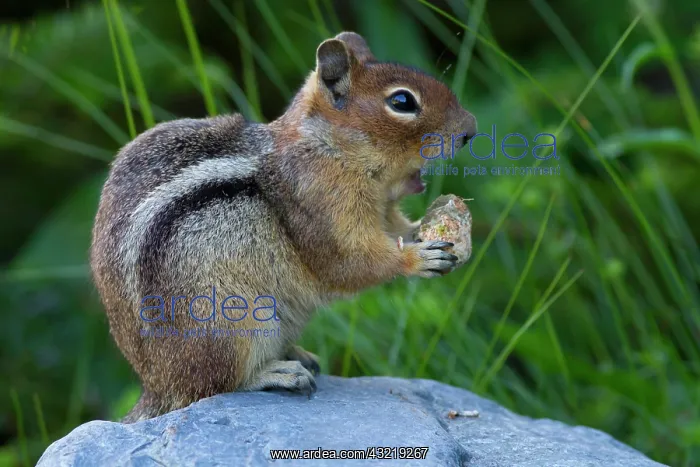 : WA, Mount Rainier National Park, Golden : WA, Mount Rainier National Park, Golden