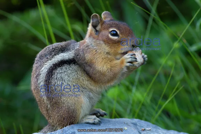 : WA, Mount Rainier National Park, Golden : WA, Mount Rainier National Park, Golden