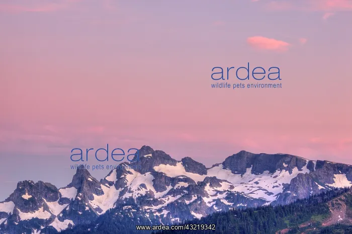 : WA, Mount Rainier National Park, Sarvent : WA, Mount Rainier National Park, Sarvent