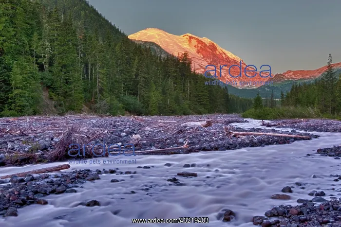  : WA, Mount Rainier National Park, White River