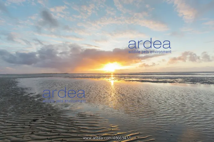 : Wadden Sea evening 74 : Wadden Sea evening 74