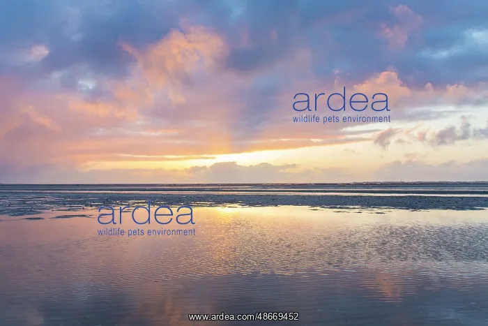 : Wadden Sea evening 75 : Wadden Sea evening 75