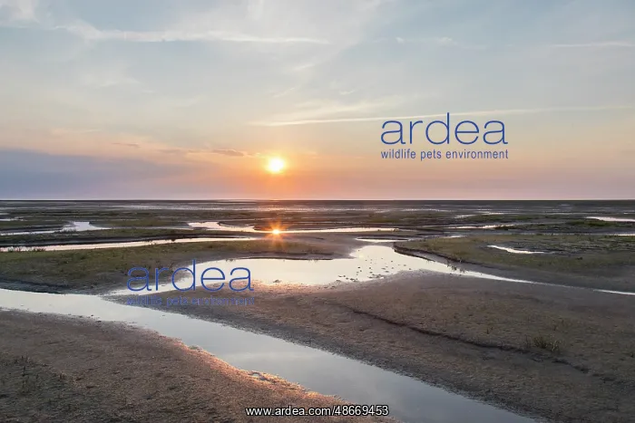 : Wadden Sea evening 76 : Wadden Sea evening 76