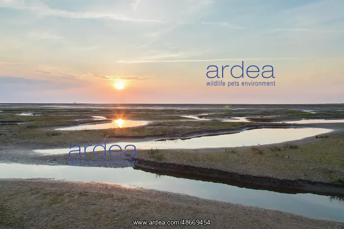 : Wadden Sea evening 80 : Wadden Sea evening 80