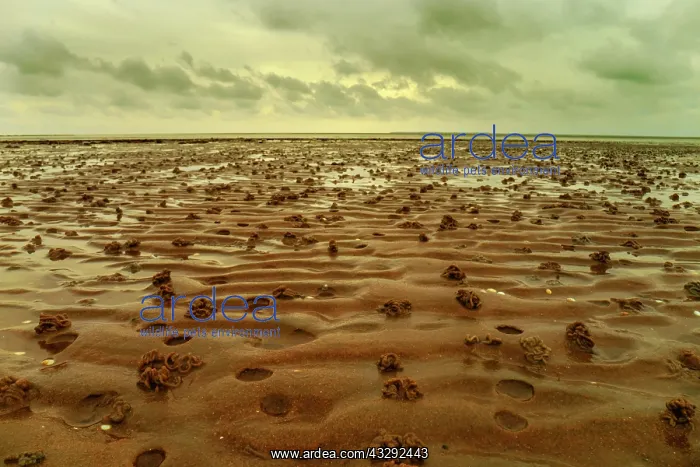 : Wadden Sea - mud ripples and for the Wadden Sea typical coil : Wadden Sea - mud ripples and for the Wadden Sea typical coil