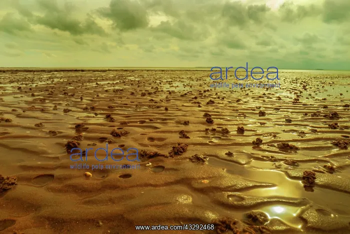 : Wadden Sea - mud ripples and for the Wadden Sea typical coil : Wadden Sea - mud ripples and for the Wadden Sea typical coil