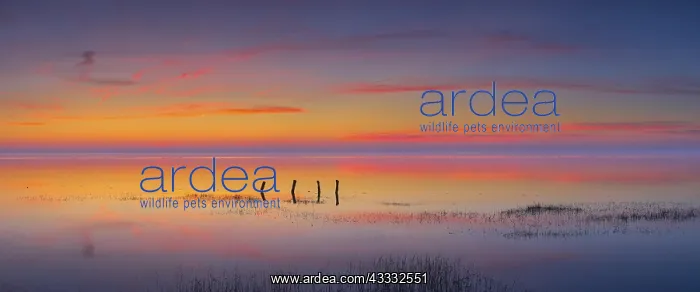 : Wadden Sea at sunset, Lower Saxony Wadden Sea National : Wadden Sea at sunset, Lower Saxony Wadden Sea National