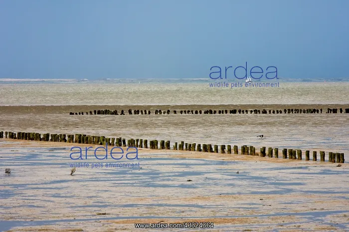 : Waddensea, Holwerd, Friesland, The Netherlands : Waddensea, Holwerd, Friesland, The Netherlands